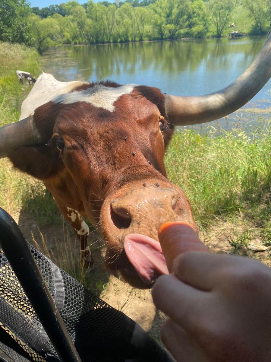 Longhorn at Circle S Ranch