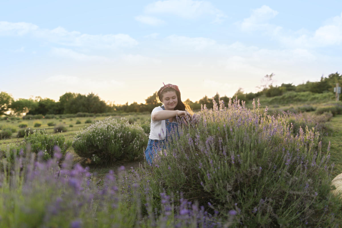 Woman picks Lavender at Lavender Farm