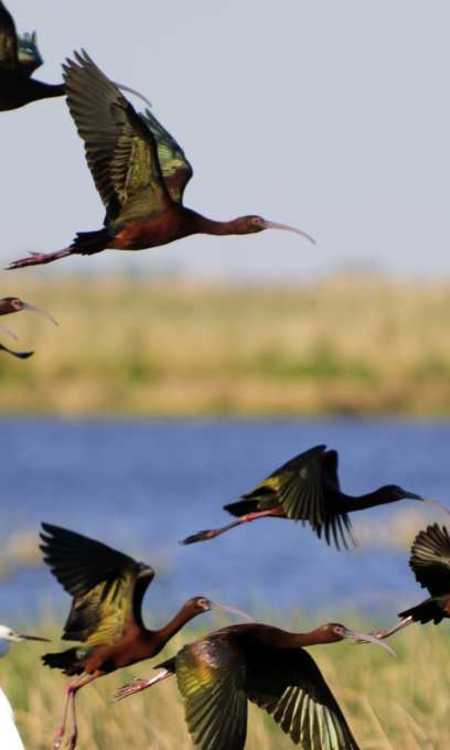 Bird taking off