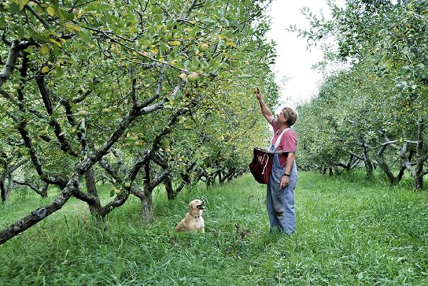 Apple Orchard