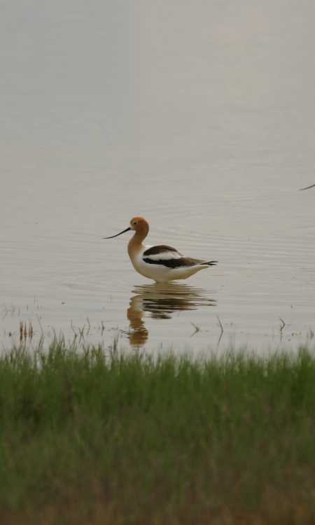 Avocets at Quivira Wetlands & Wildlife