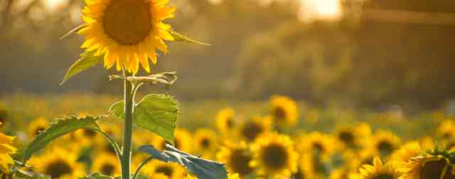 Sunflower Field