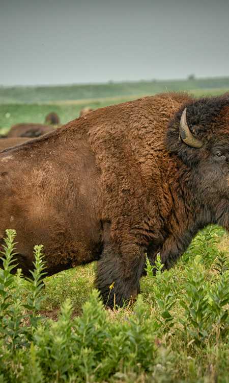 Flint Hills Parks and Nature