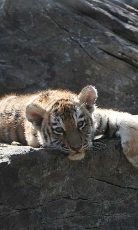 Rolling Hills Zoo and Museum