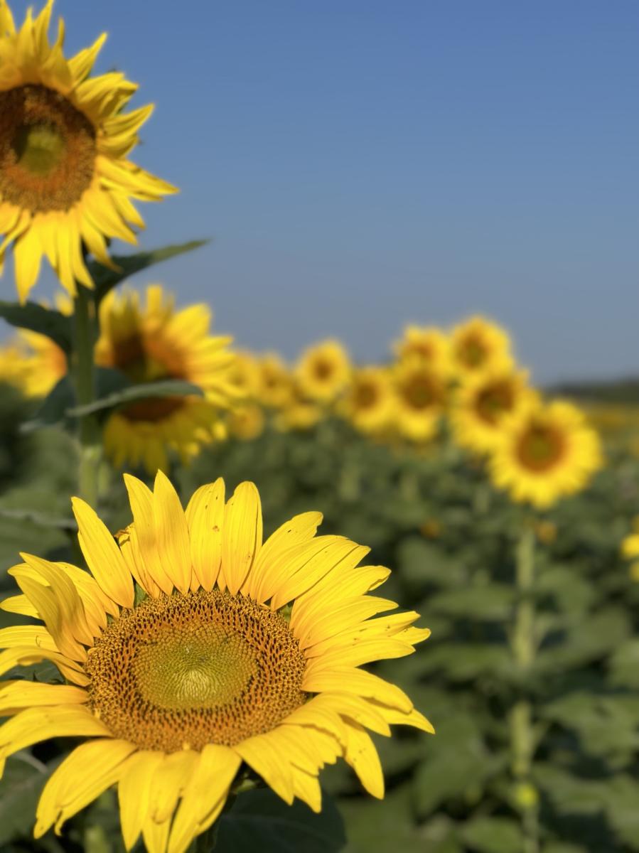 Kansas Maze Sunflower field