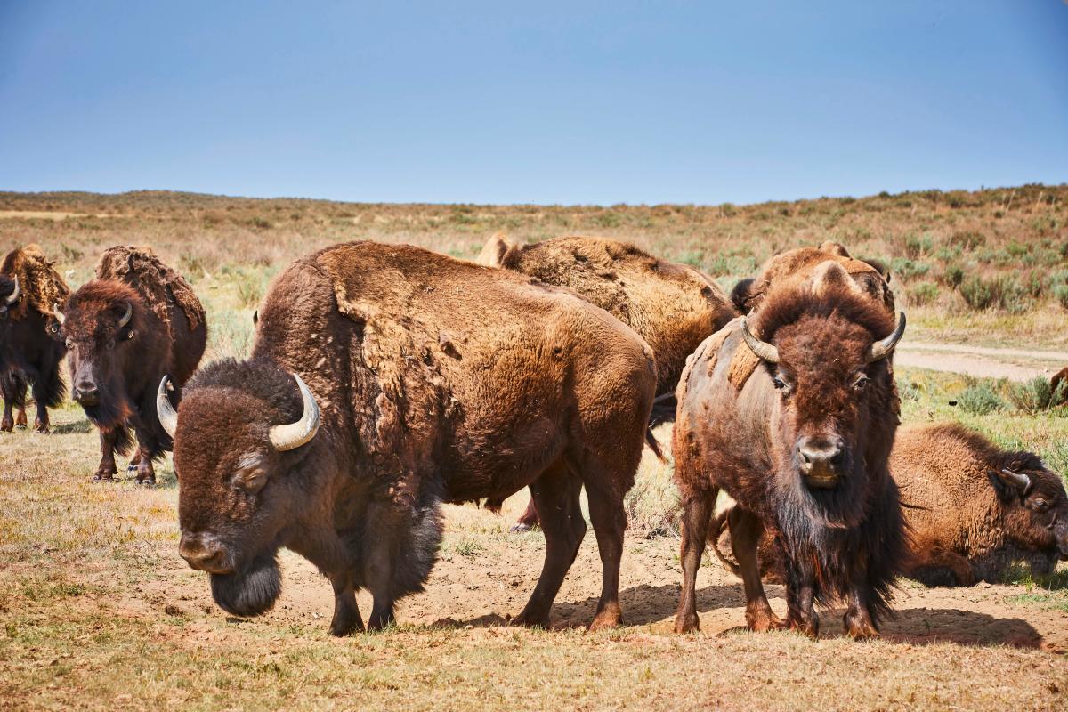 Sandsage Bison Range