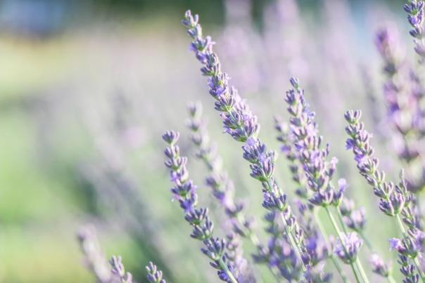 Lavender Header Blog