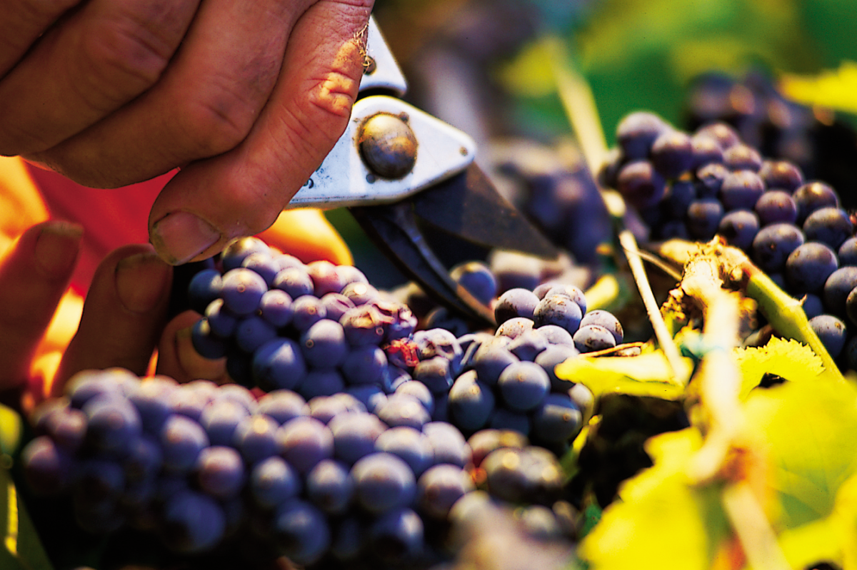 Farmer cuts fresh grapes from the vine